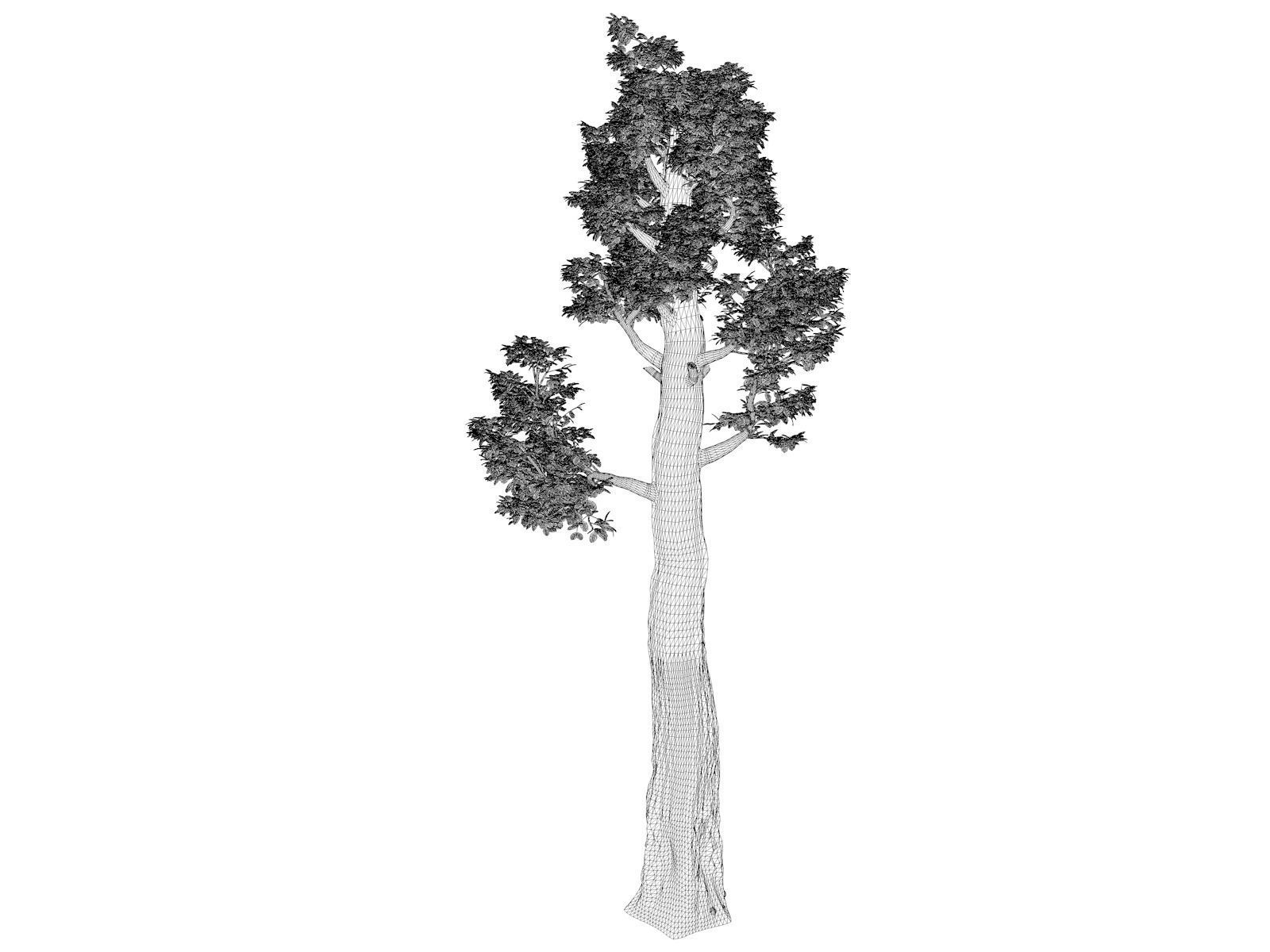 Giant Redwood - Sequoia - Tree - 03 - 3D model_1