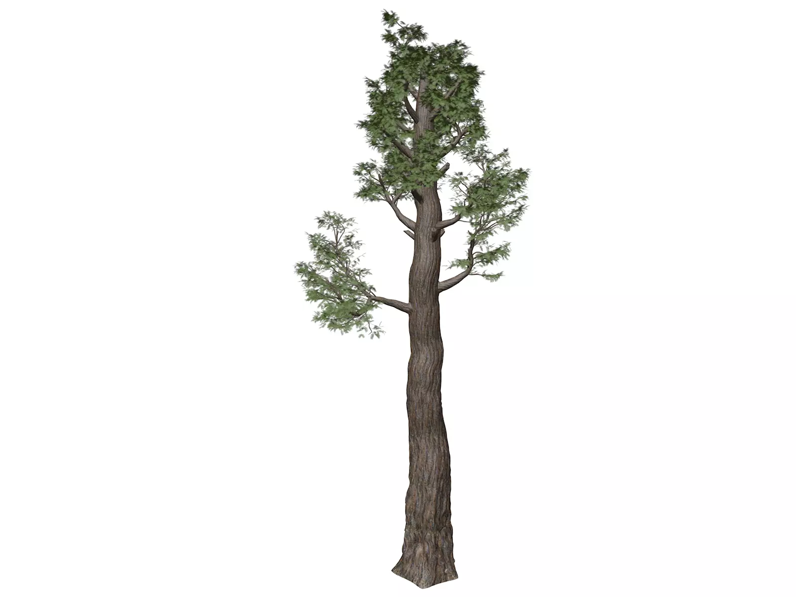 Giant Redwood - Sequoia - Tree - 03 - 3D model_0