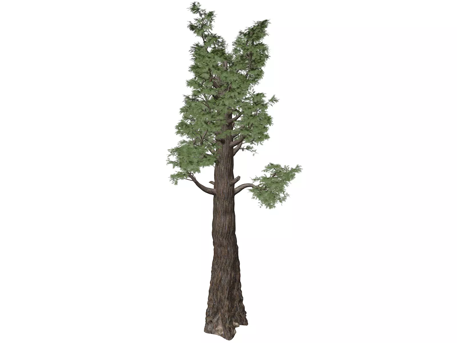Giant Redwood - Sequoia - Tree - 04 - 3D model_0