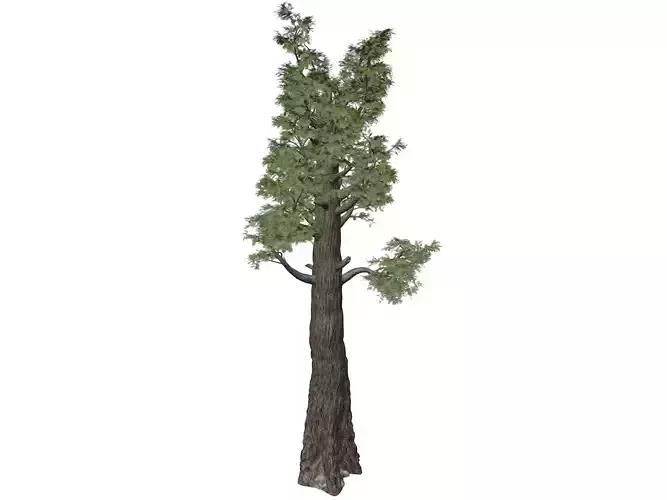 Giant Redwood - Sequoia - Tree - 04 - 3D model