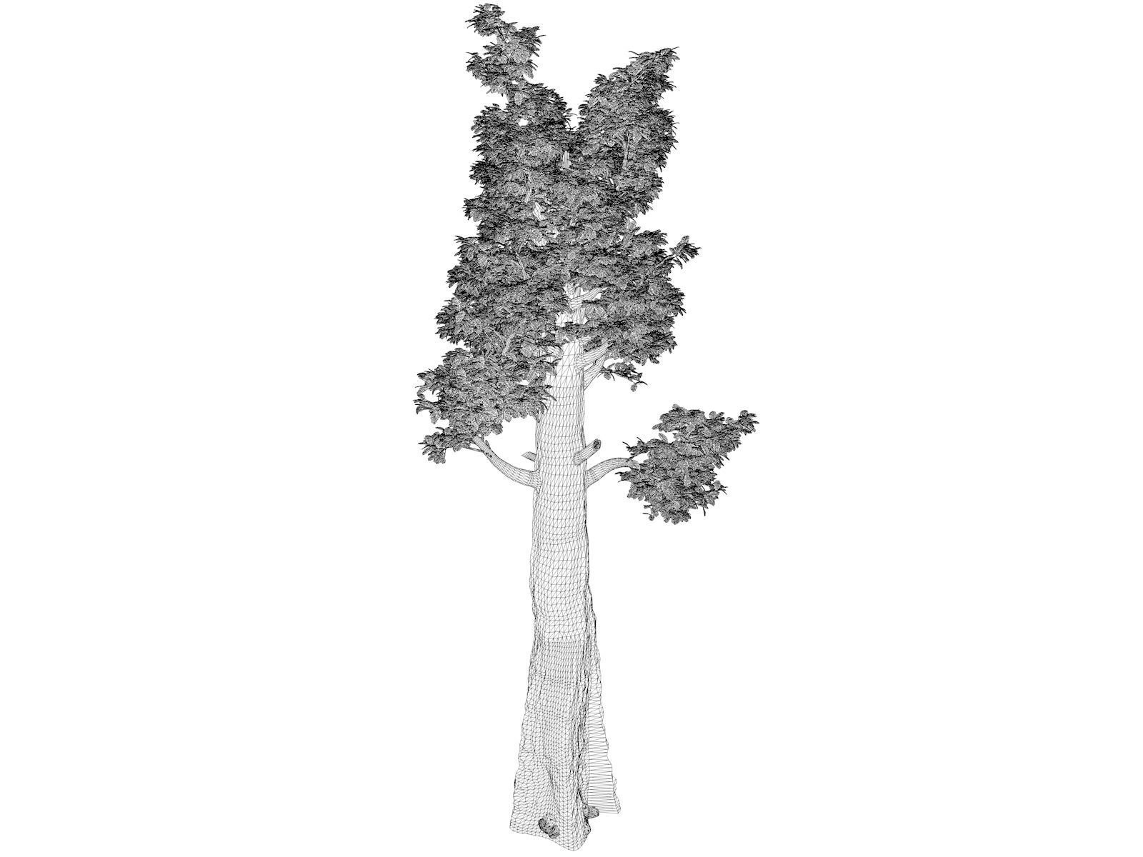 Giant Redwood - Sequoia - Tree - 04 - 3D model_1