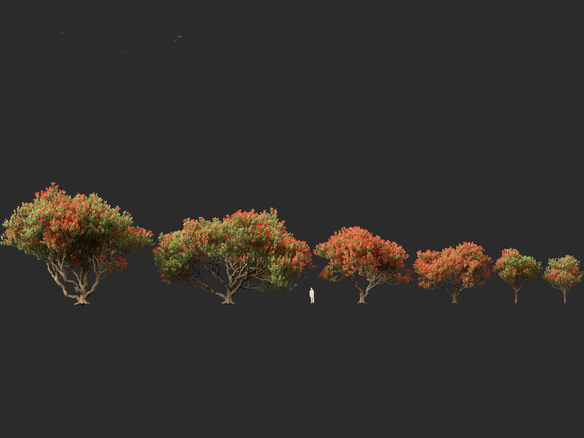 Metrosideros excelsa -  New Zealand Christmas tree 3D model_5