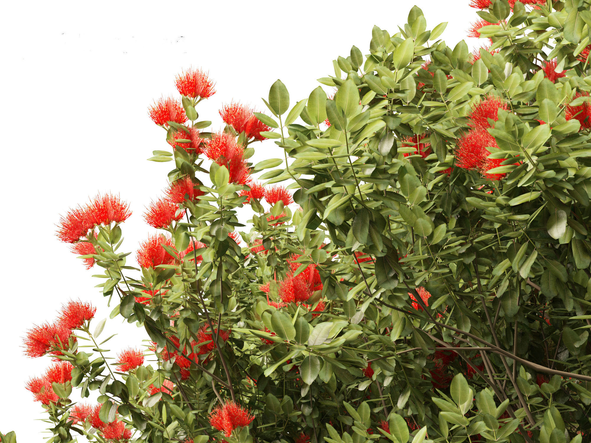 Metrosideros excelsa -  New Zealand Christmas tree 3D model_3