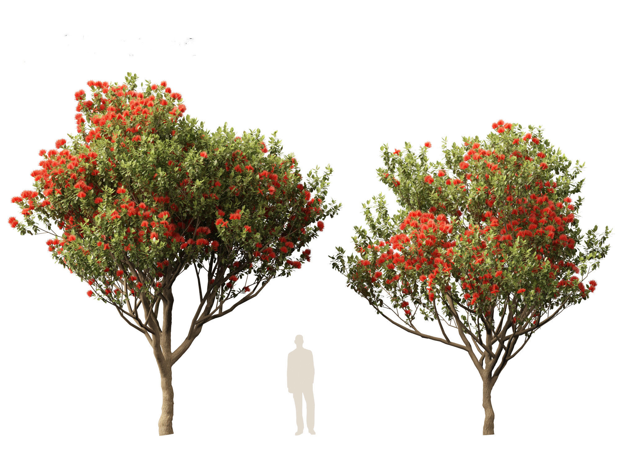 Metrosideros excelsa -  New Zealand Christmas tree 3D model_10