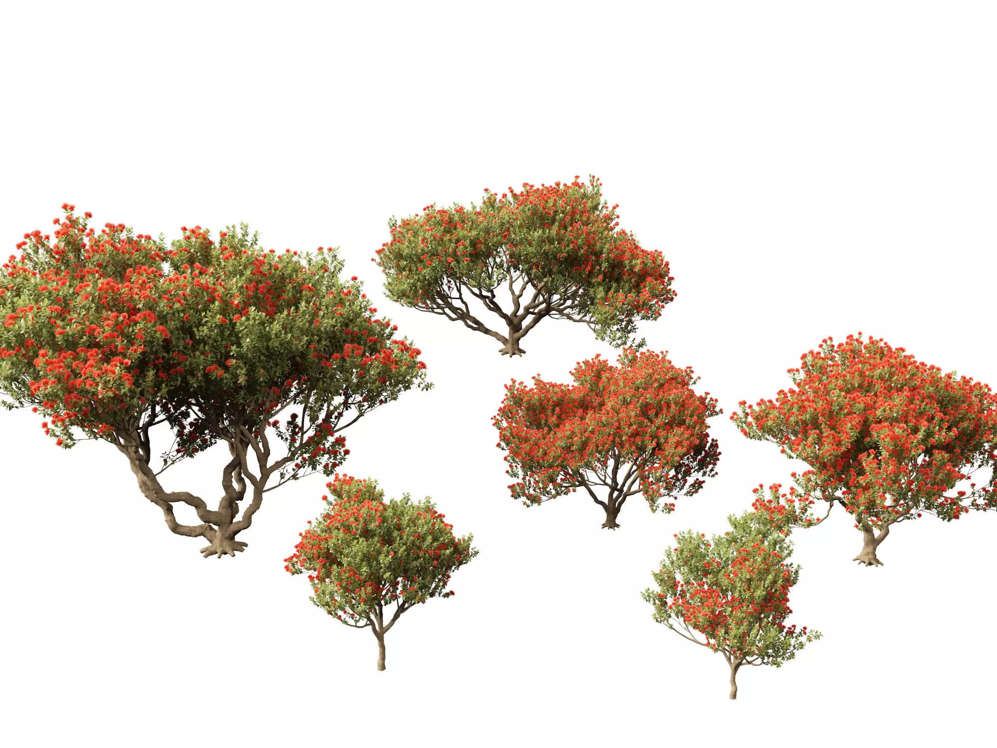 Metrosideros excelsa -  New Zealand Christmas tree 3D model_0