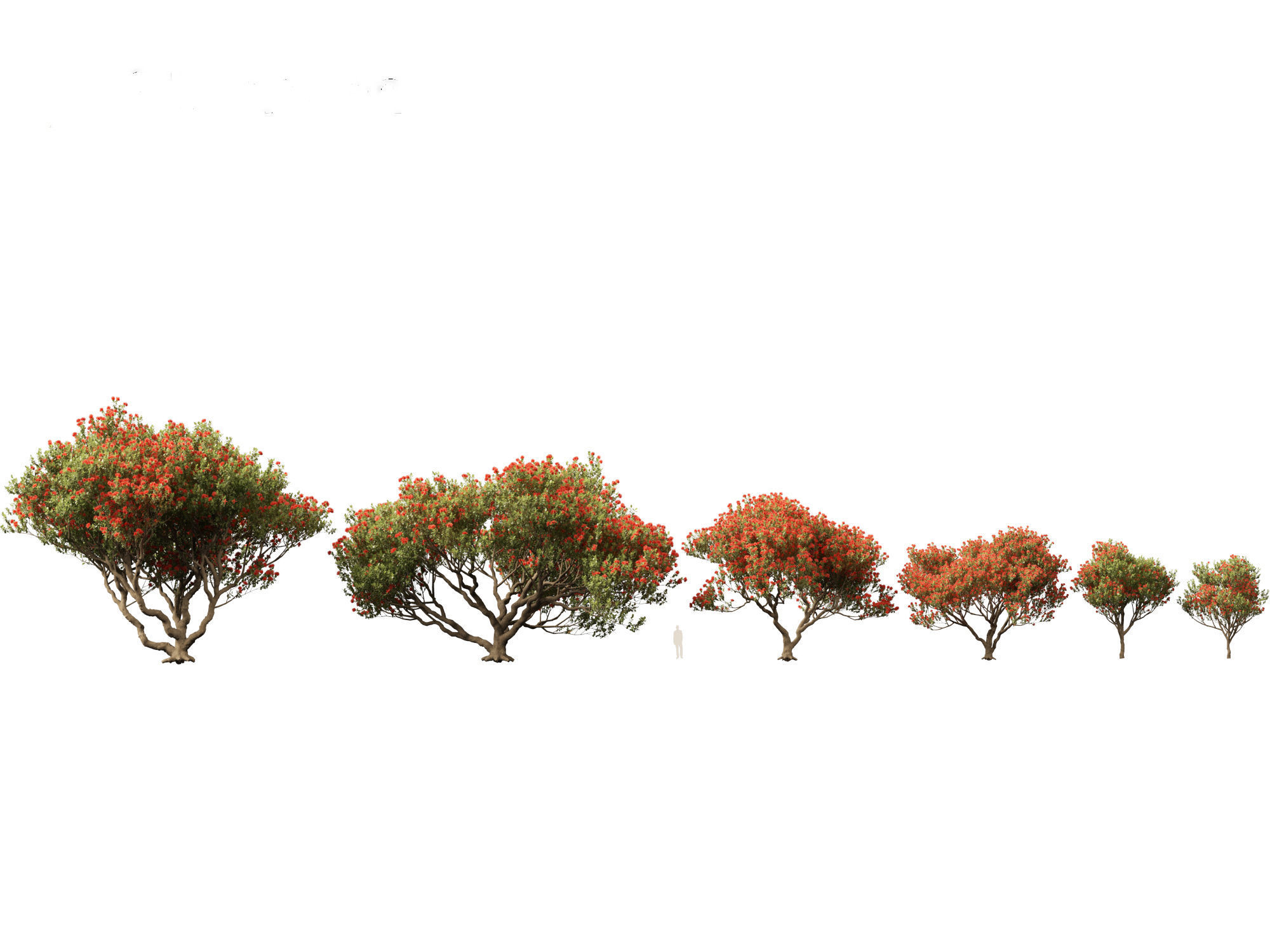 Metrosideros excelsa -  New Zealand Christmas tree 3D model_1