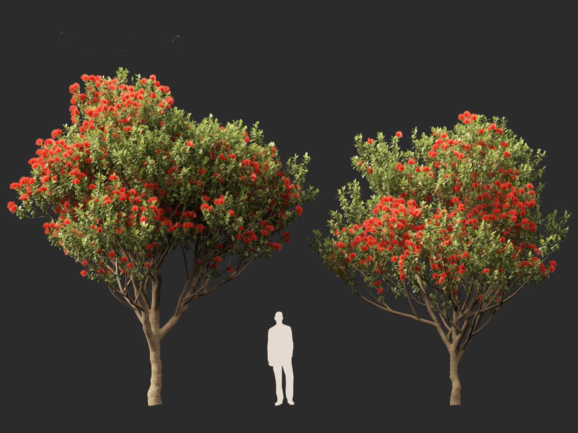 Metrosideros excelsa -  New Zealand Christmas tree 3D model_11