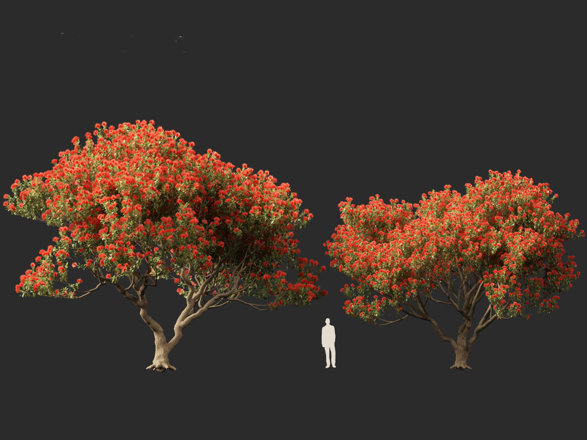 Metrosideros excelsa -  New Zealand Christmas tree 3D model_9