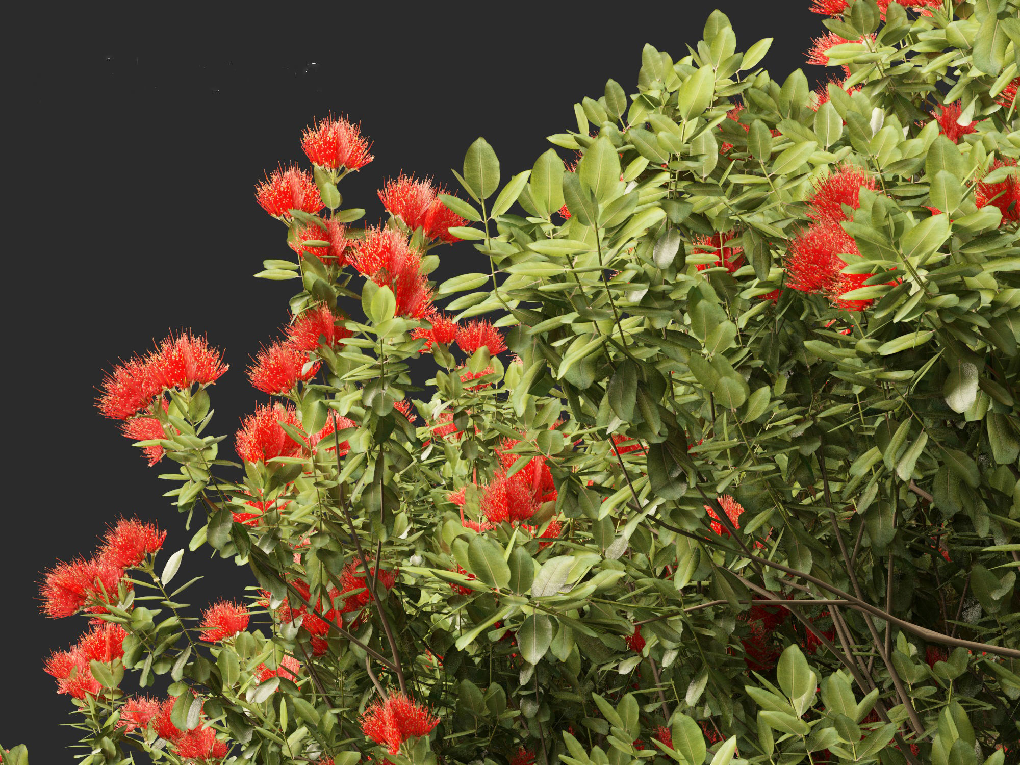 Metrosideros excelsa -  New Zealand Christmas tree 3D model_4