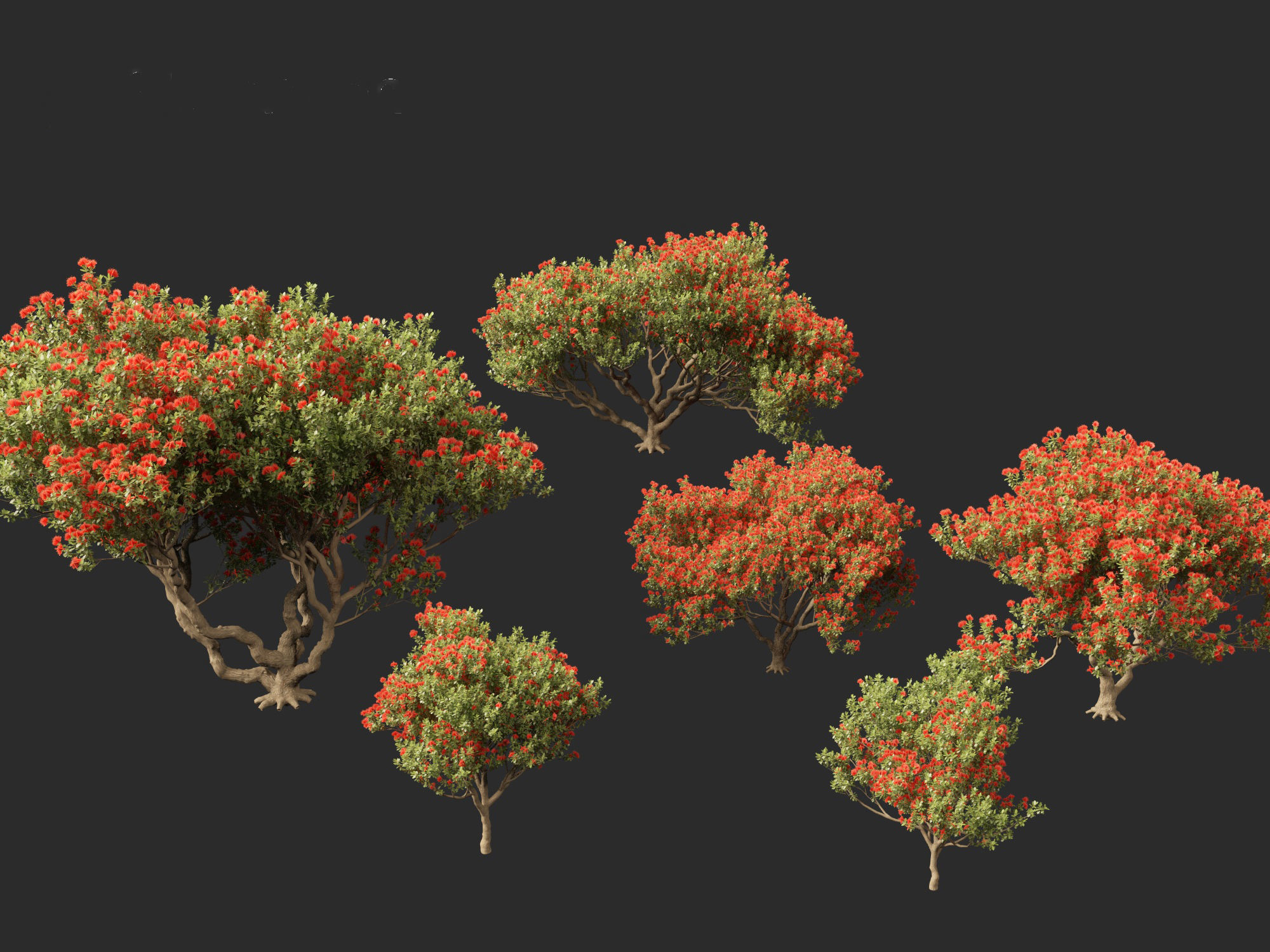 Metrosideros excelsa -  New Zealand Christmas tree 3D model_2