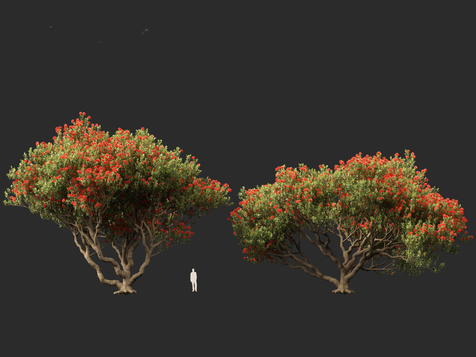 Metrosideros excelsa -  New Zealand Christmas tree 3D model_7