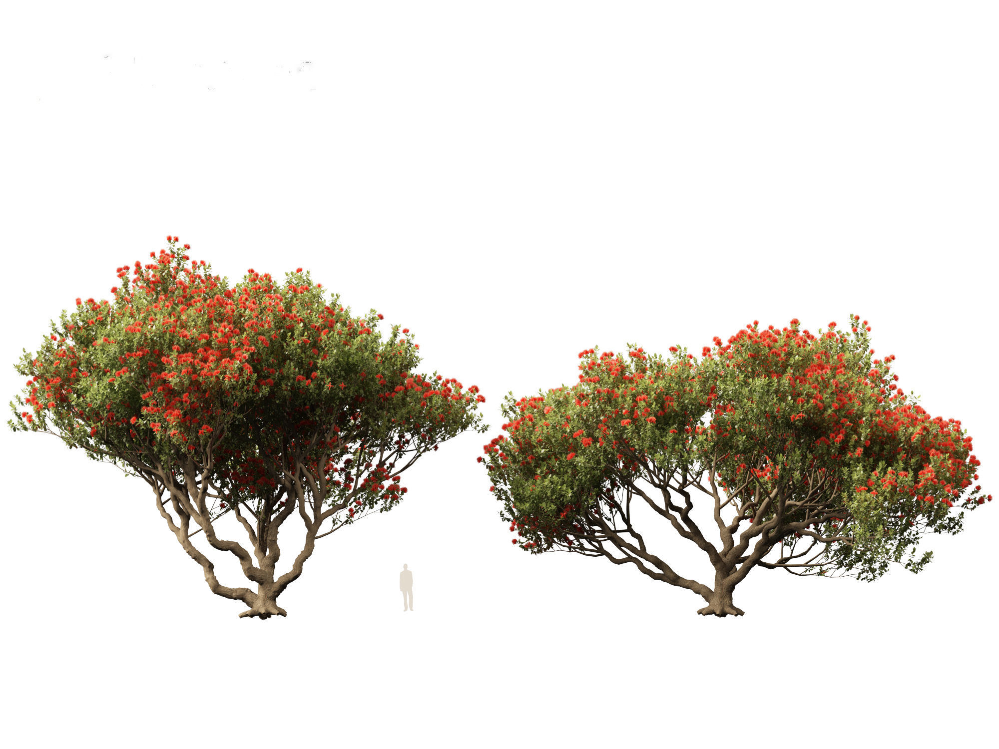 Metrosideros excelsa -  New Zealand Christmas tree 3D model_6