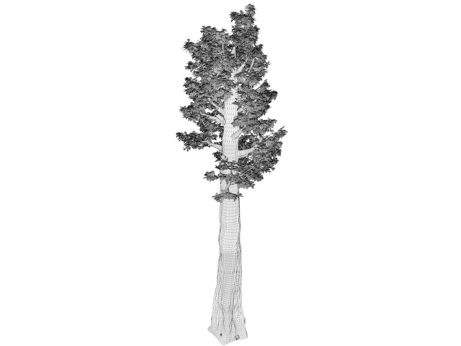 Giant Redwood - Sequoia - Tree - 05 - 3D model_1