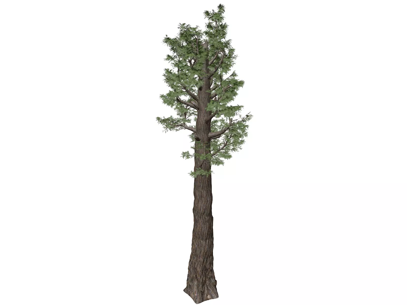 Giant Redwood - Sequoia - Tree - 05 - 3D model_0