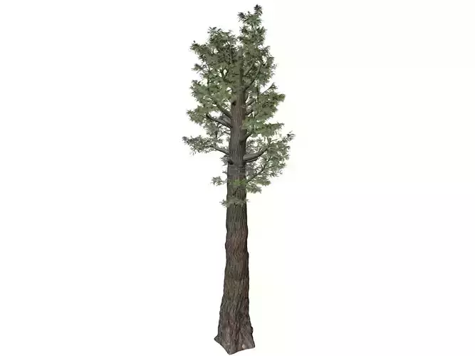 Giant Redwood - Sequoia - Tree - 05 - 3D model