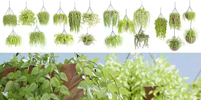 Hanging plants indoor collection-Blender 
