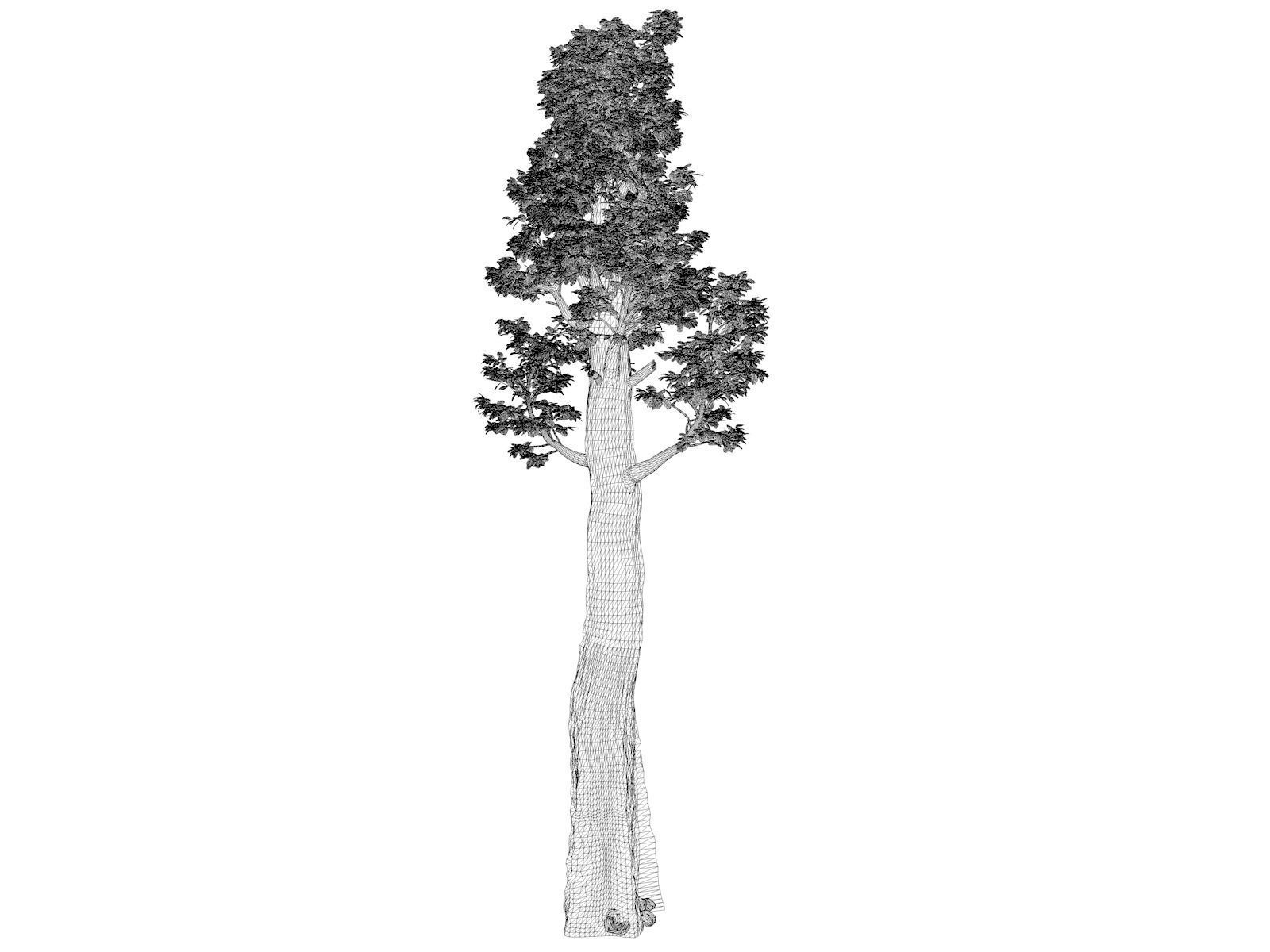 Giant Redwood - Sequoia - Tree - 06 - 3D model_1