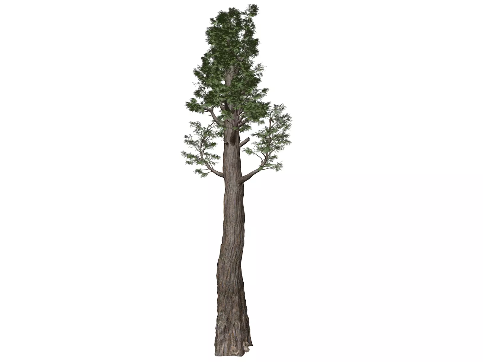 Giant Redwood - Sequoia - Tree - 06 - 3D model_0