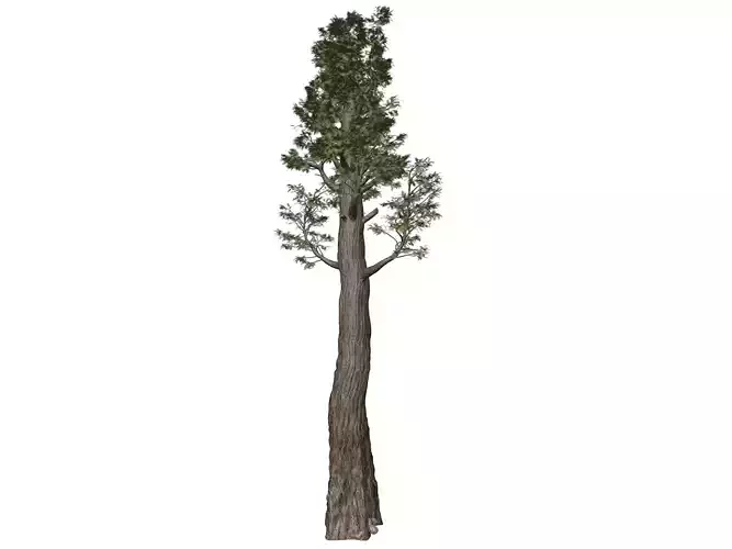 Giant Redwood - Sequoia - Tree - 06 - 3D model