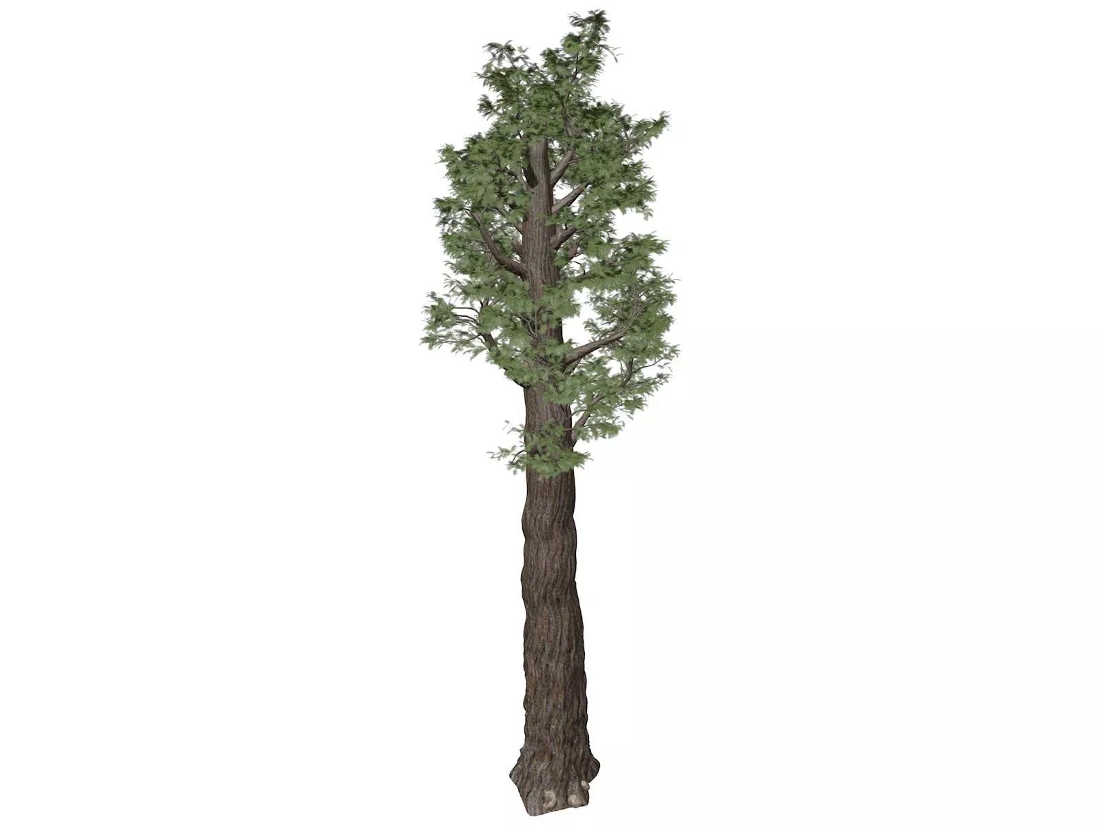 Giant Redwood - Sequoia - Tree - 07 - 3D model_0