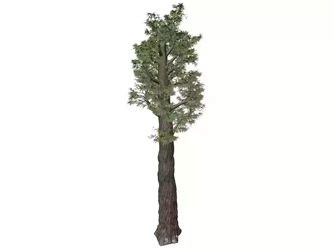 Giant Redwood - Sequoia - Tree - 07 - 3D model