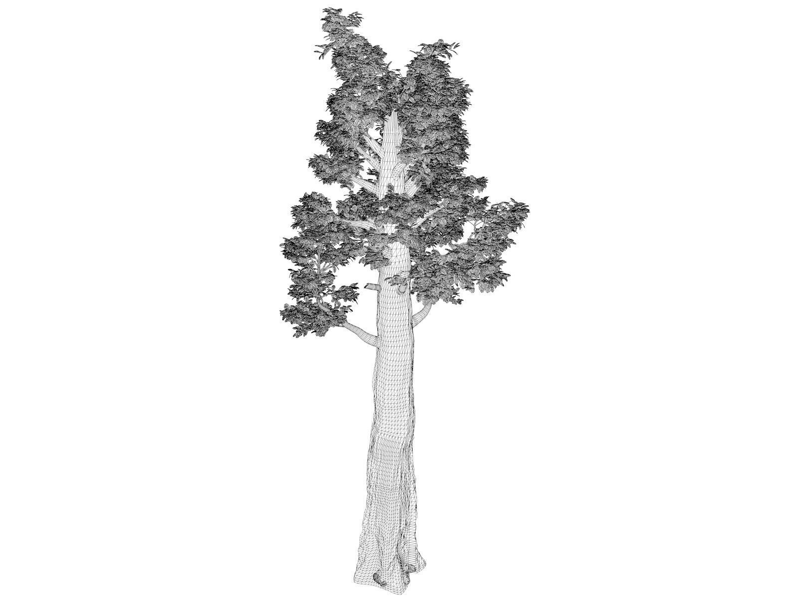 Giant Redwood - Sequoia - Tree - 08 - 3D model_1