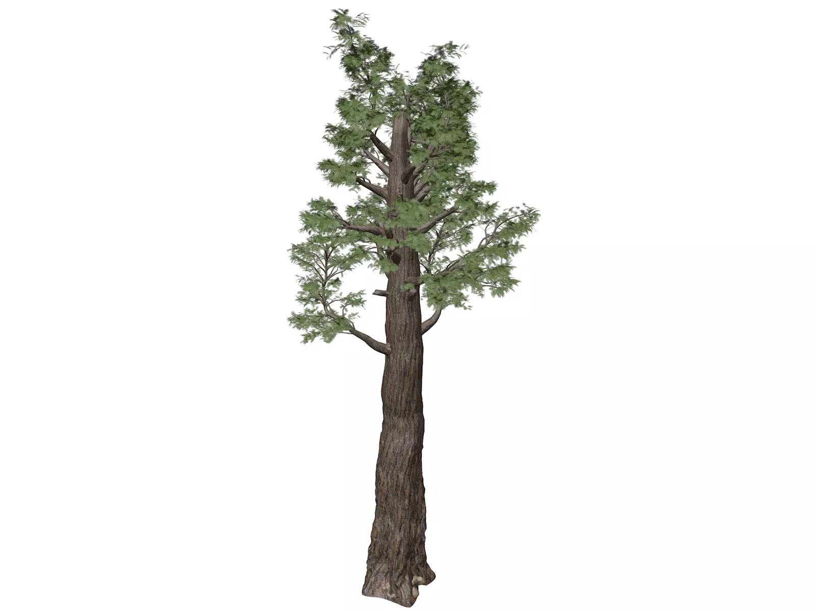 Giant Redwood - Sequoia - Tree - 08 - 3D model_0