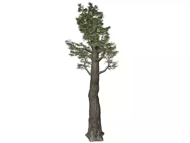 Giant Redwood - Sequoia - Tree - 09 - 3D model