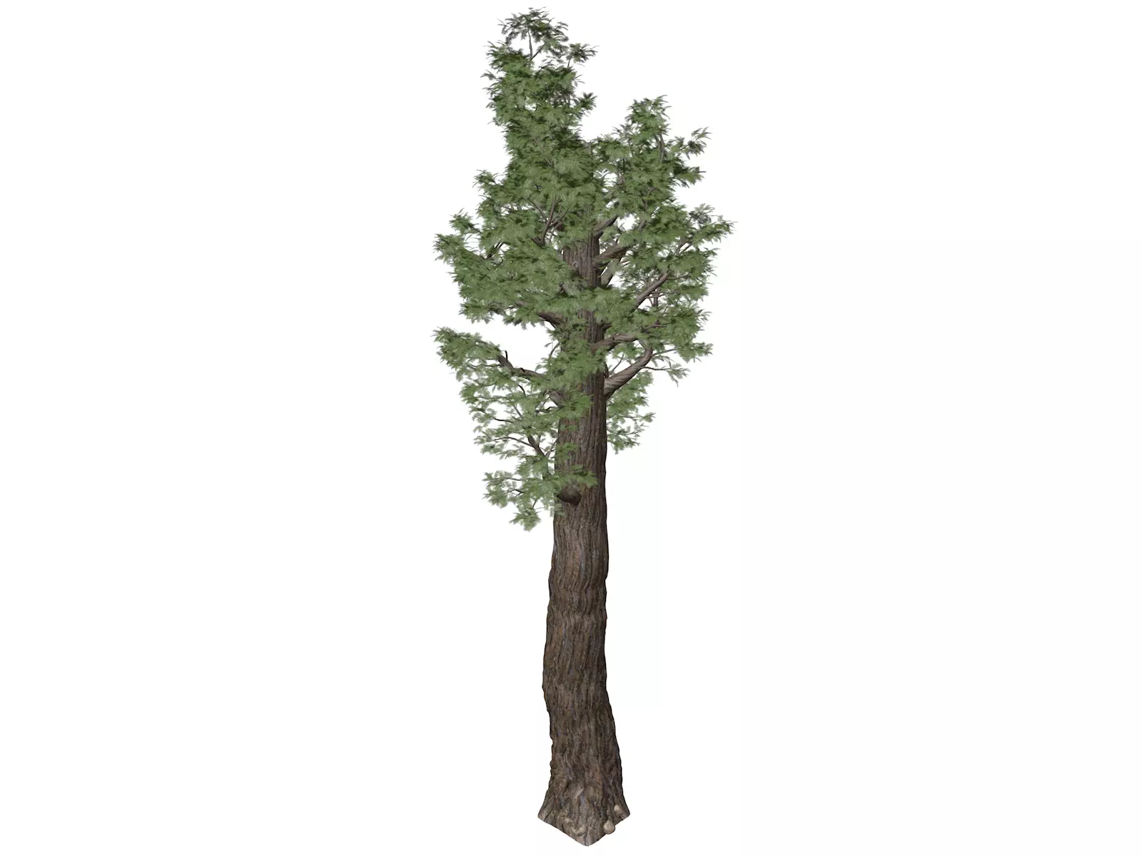 Giant Redwood - Sequoia - Tree - 10 - 3D model_0