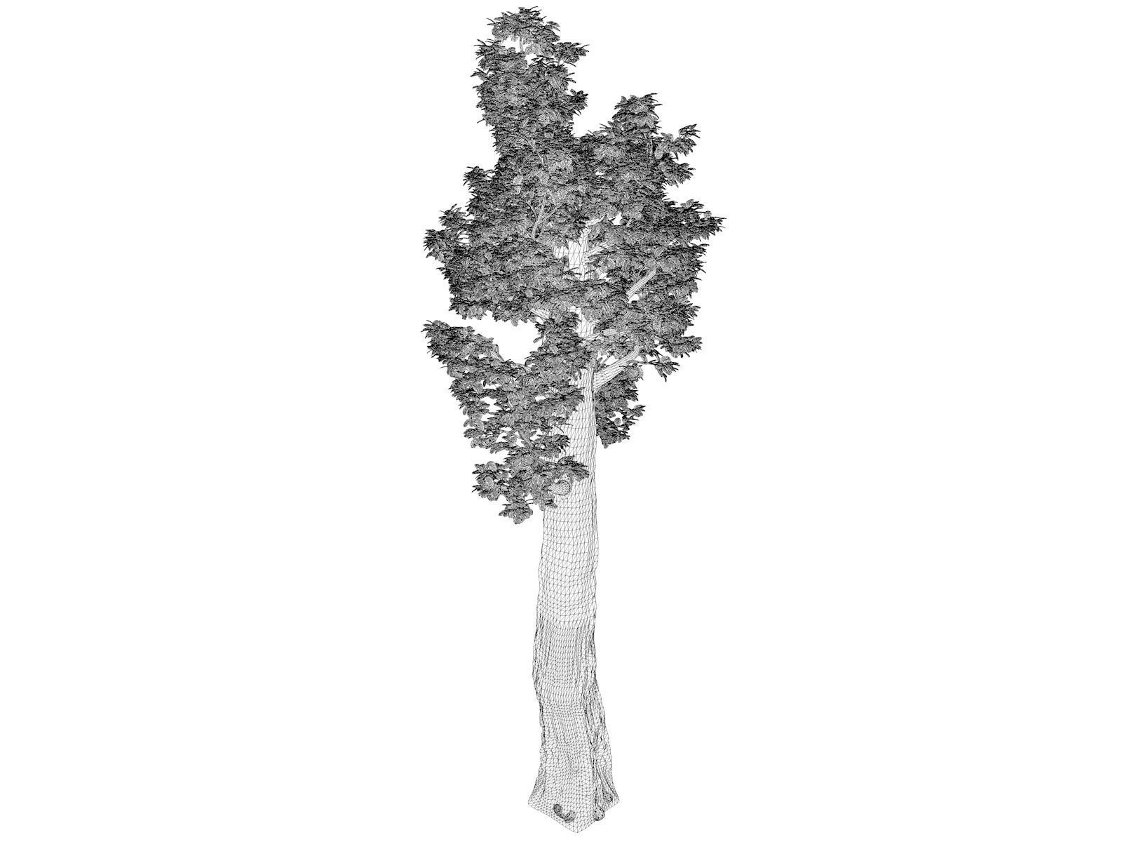 Giant Redwood - Sequoia - Tree - 10 - 3D model_1