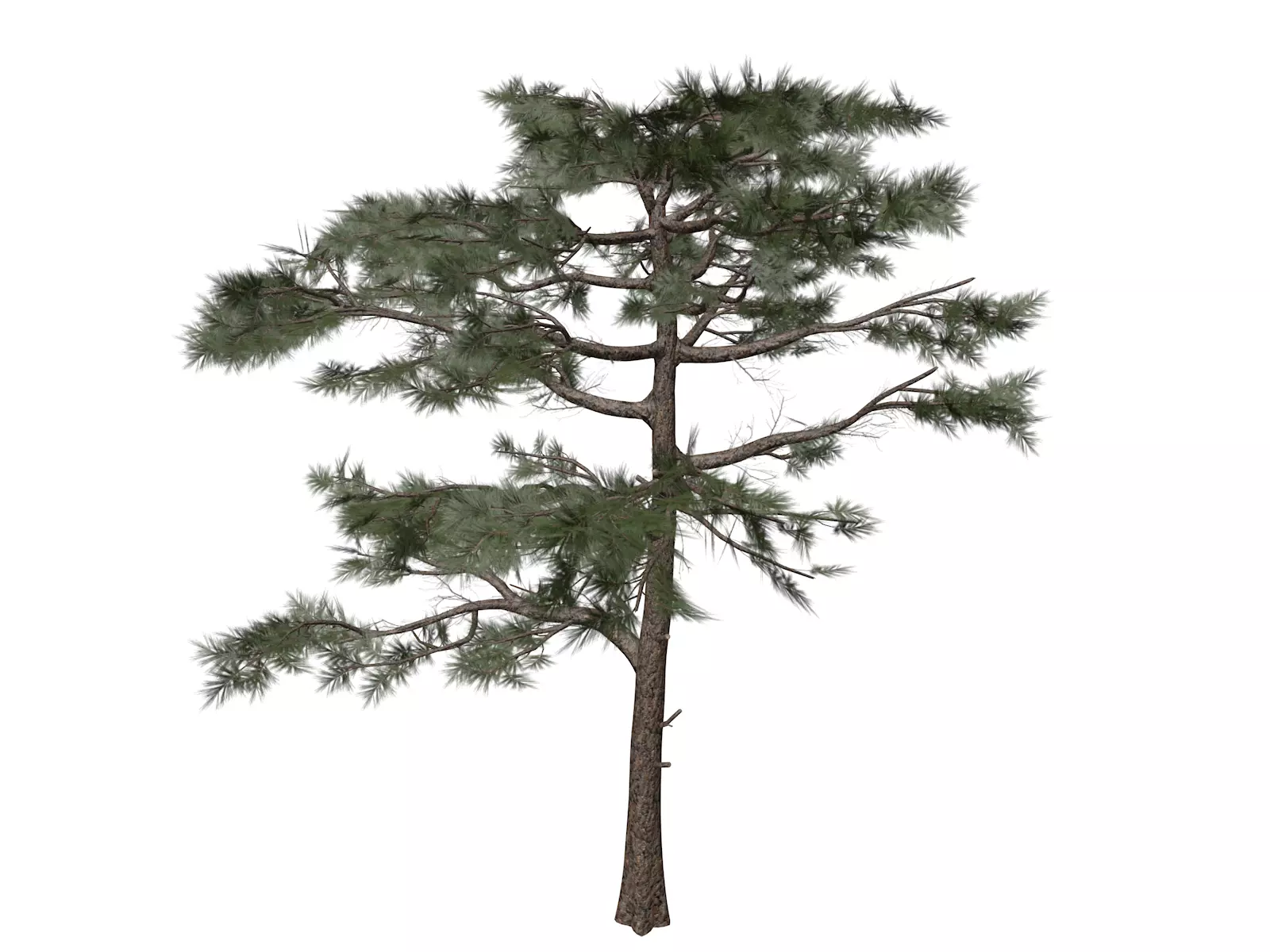 Huangshan Pine Tree - 01 - 3D model
