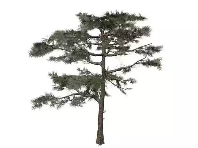 Huangshan Pine Tree - 01 -