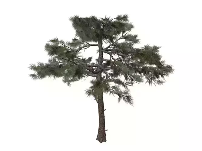 Huangshan Pine Tree - 02 -