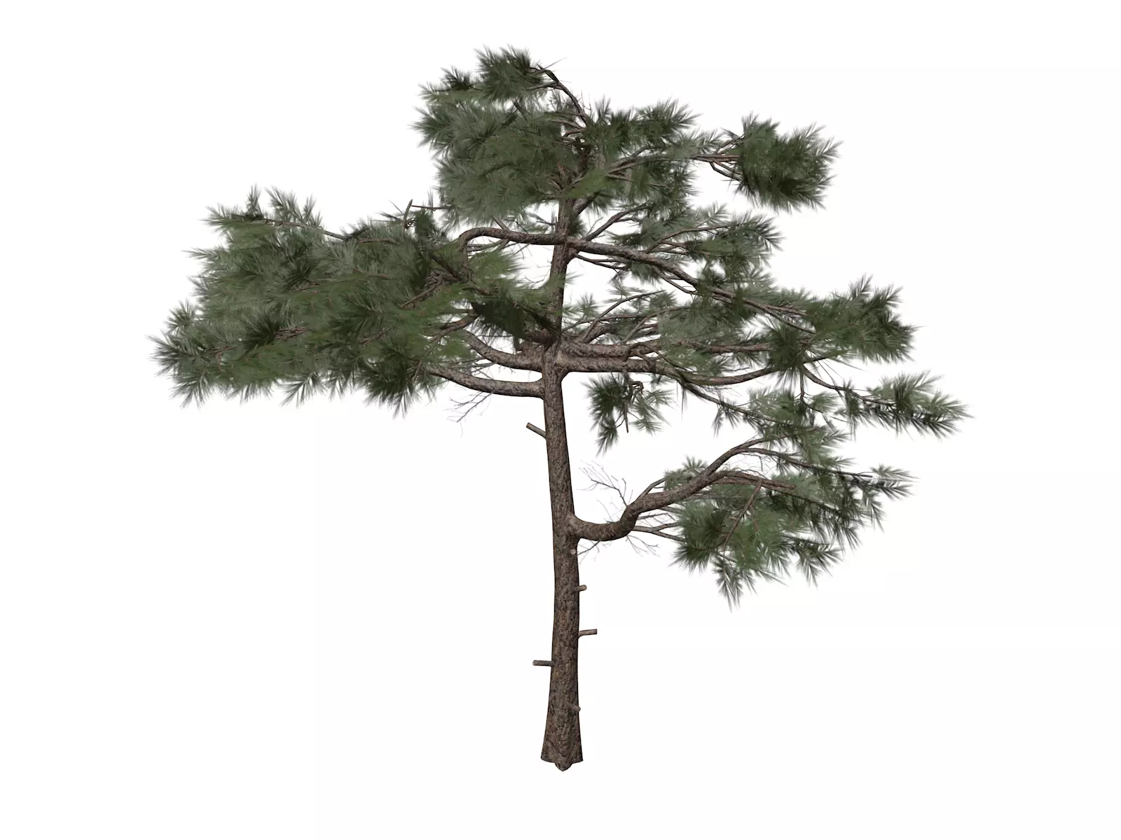 Huangshan Pine Tree - 03 - 3D model