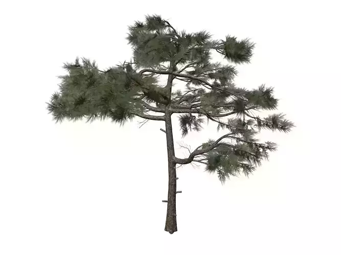 Huangshan Pine Tree - 03 -