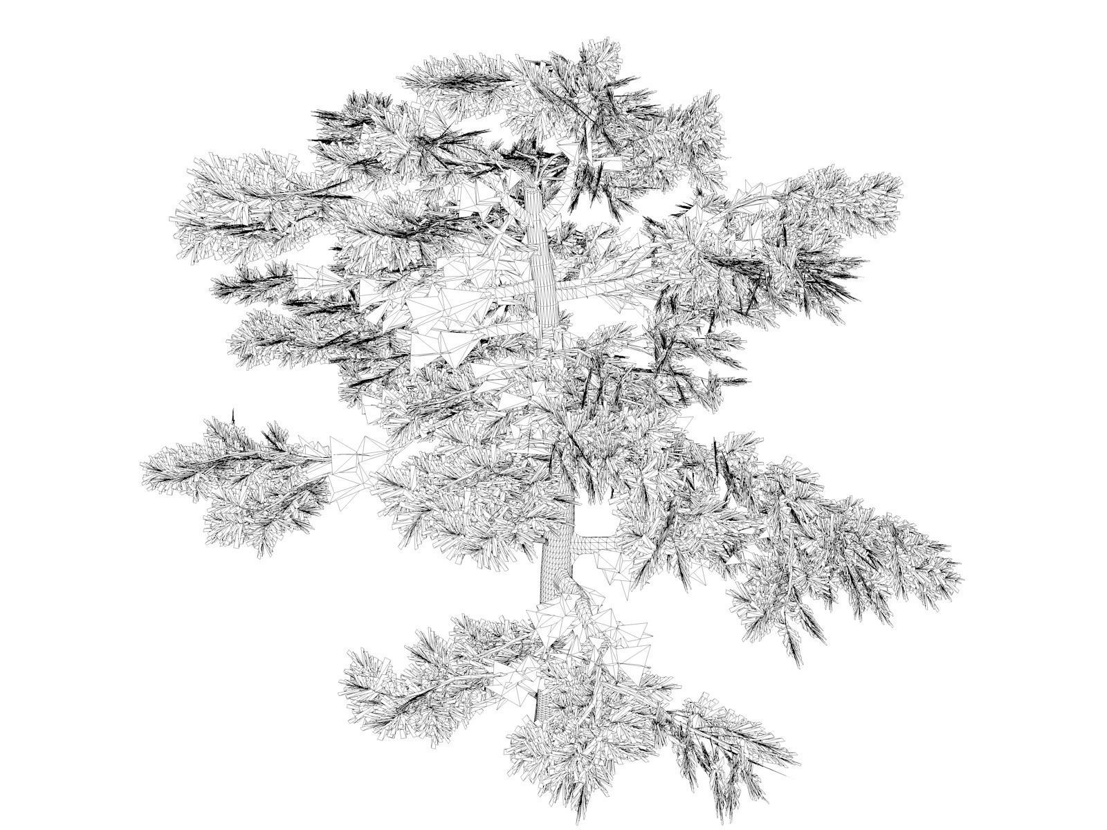 Huangshan Pine Tree - 04 - 3D model_1