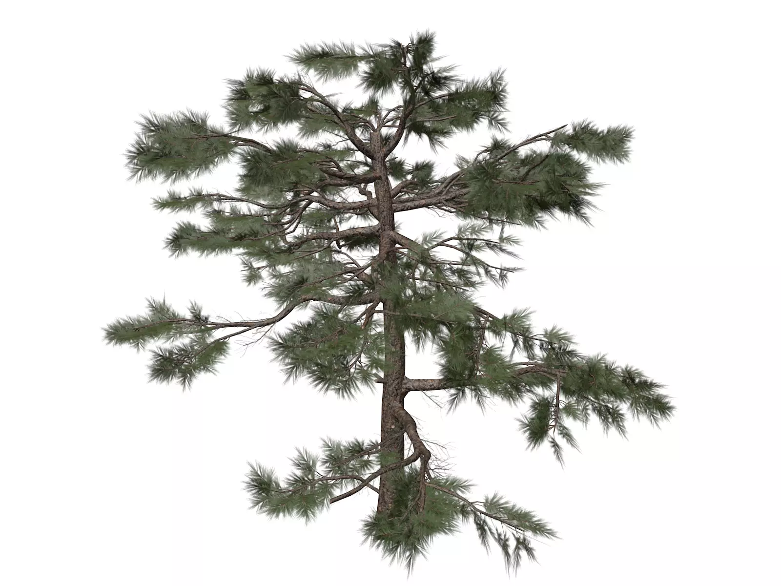 Huangshan Pine Tree - 04 - 3D model_0