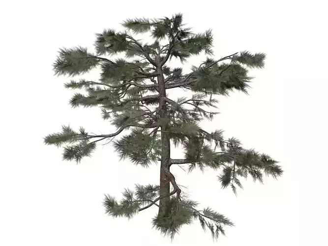 Huangshan Pine Tree - 04 -