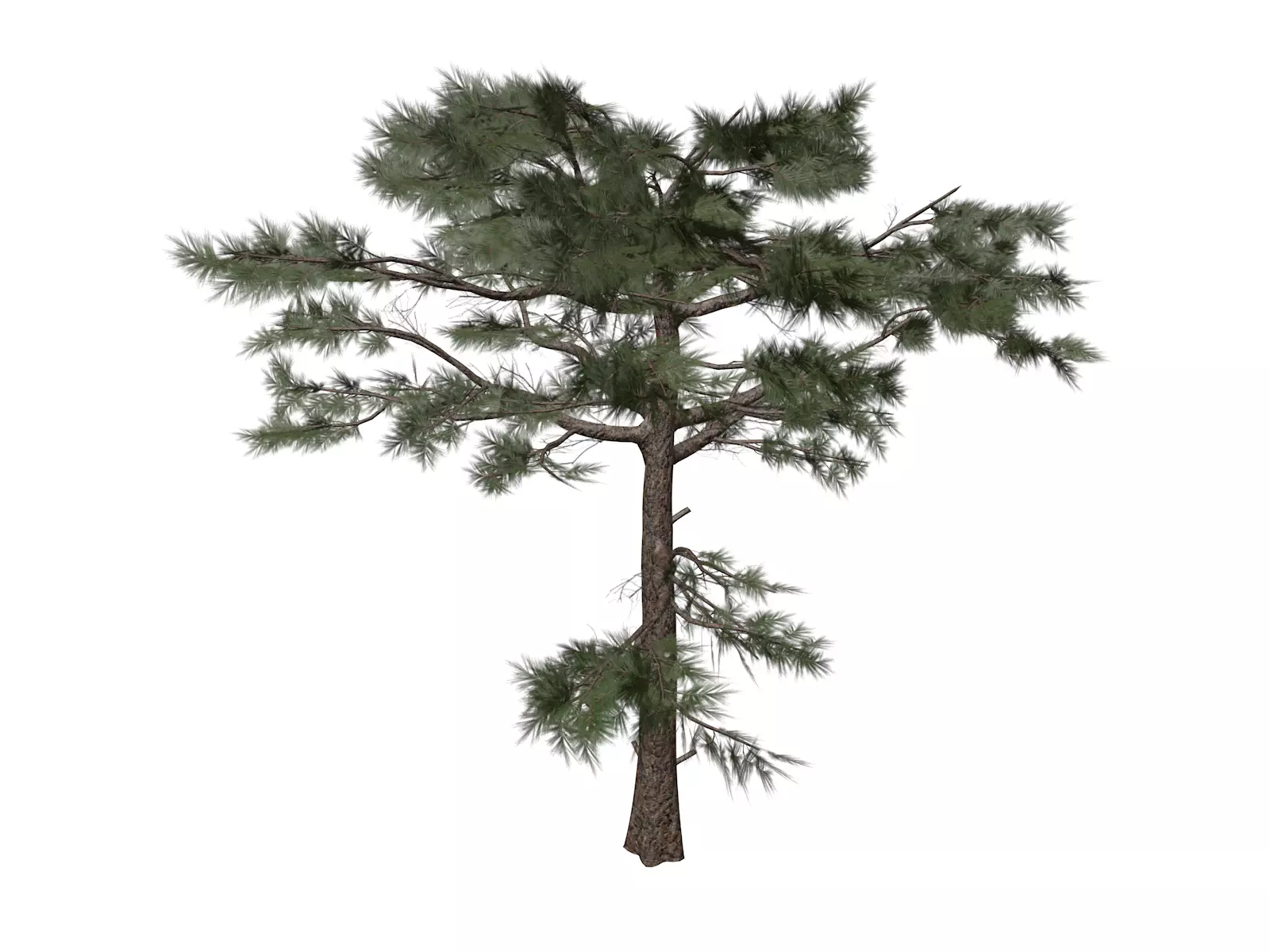 Huangshan Pine Tree - 05 - 3D model_0