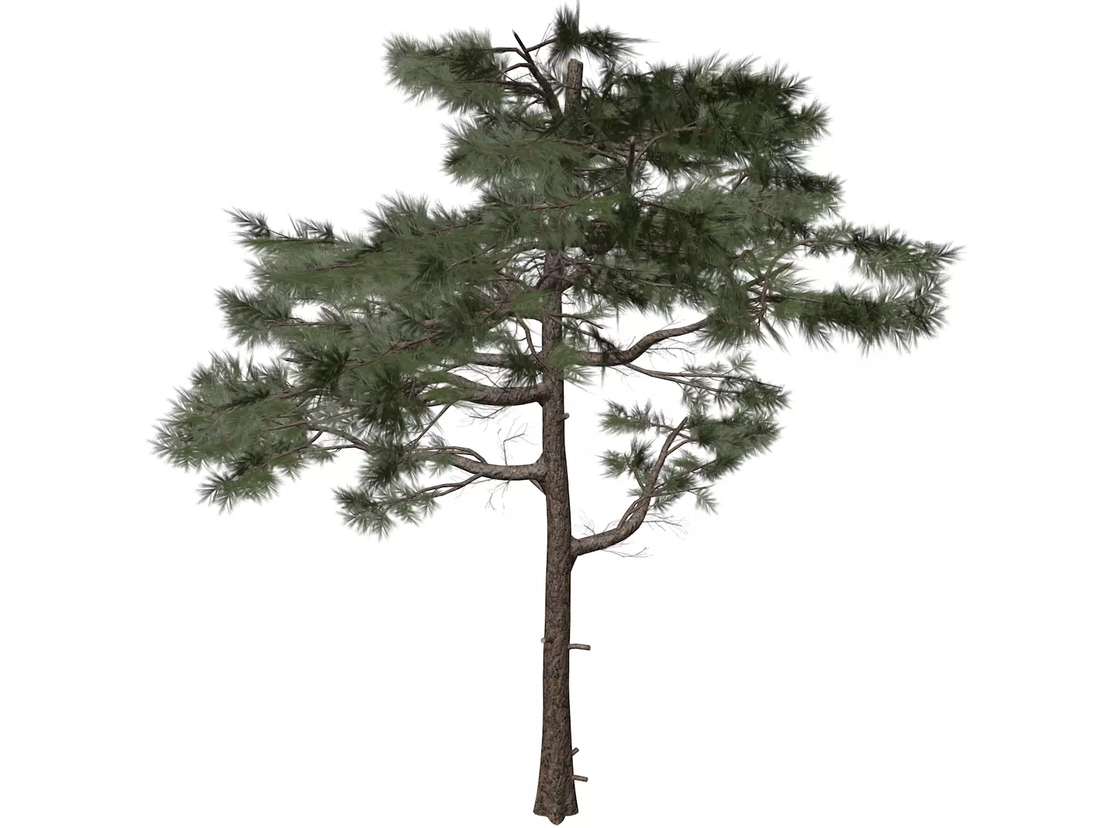 Huangshan Pine Tree - 06 - 3D model