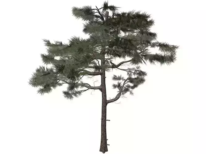 Huangshan Pine Tree - 06 -