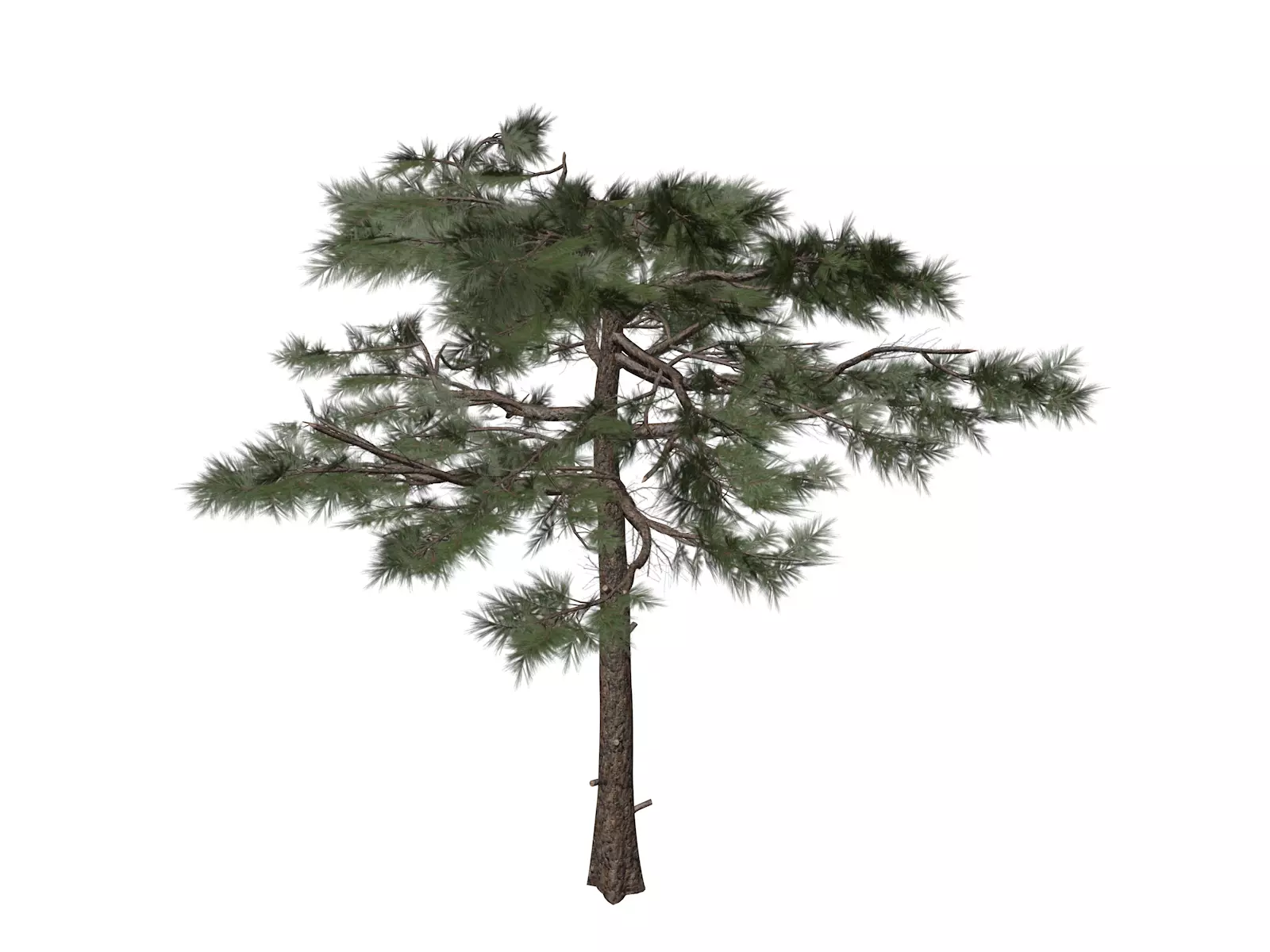 Huangshan Pine Tree - 07 - 3D model_0