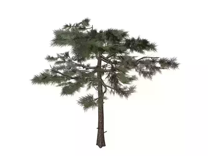 Huangshan Pine Tree - 07 -