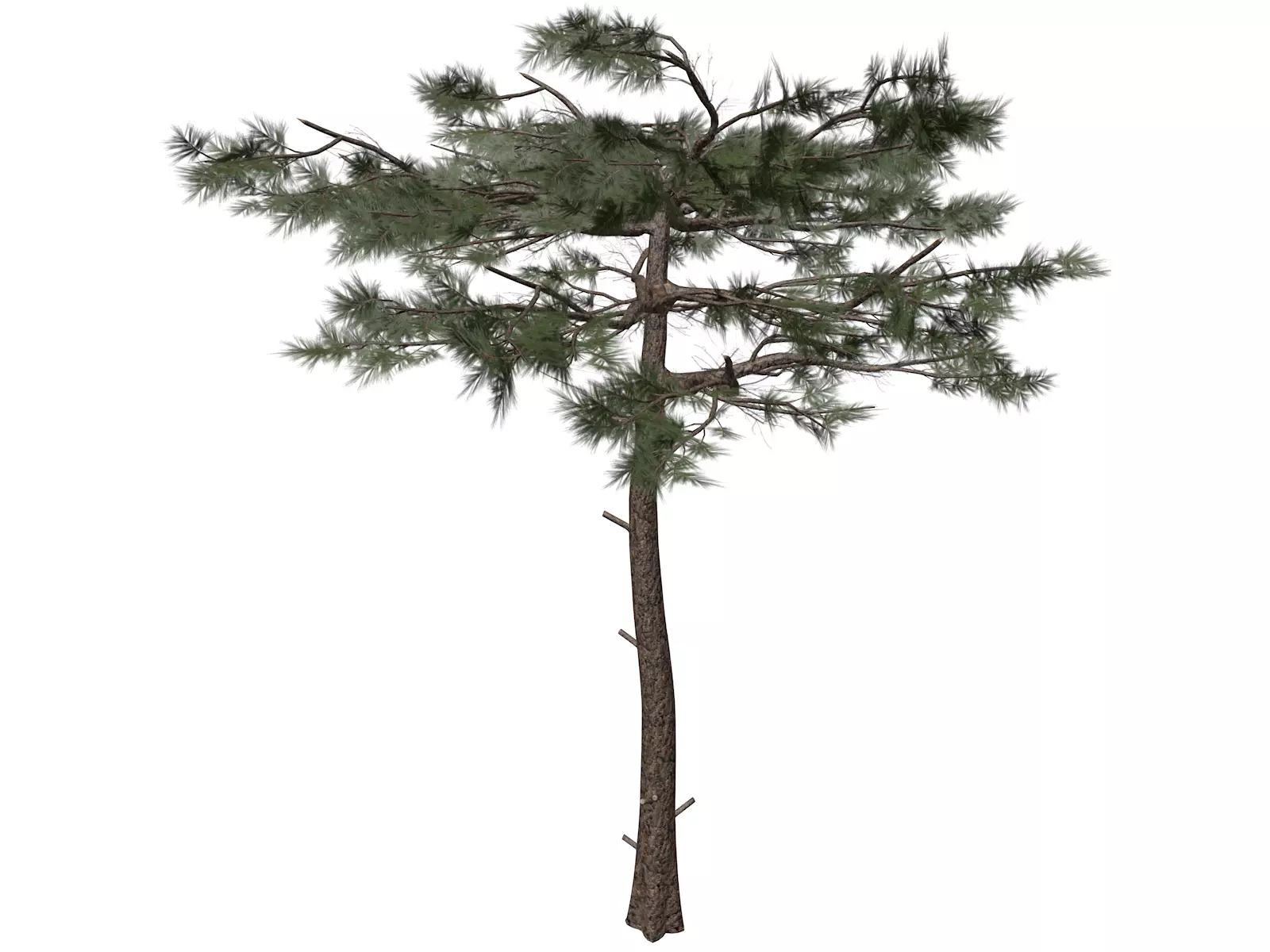 Huangshan Pine Tree - 08 - 3D model