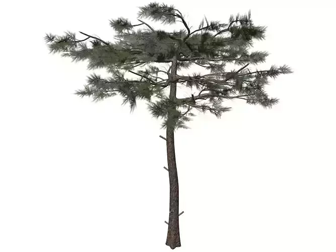 Huangshan Pine Tree - 08 -