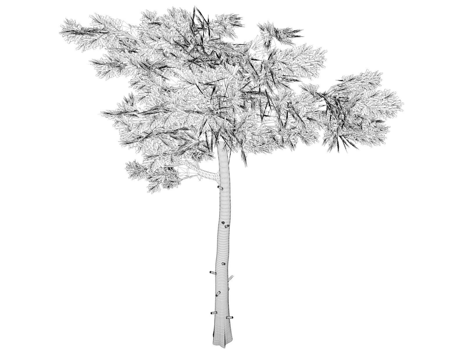 Huangshan Pine Tree - 09 - 3D model_1