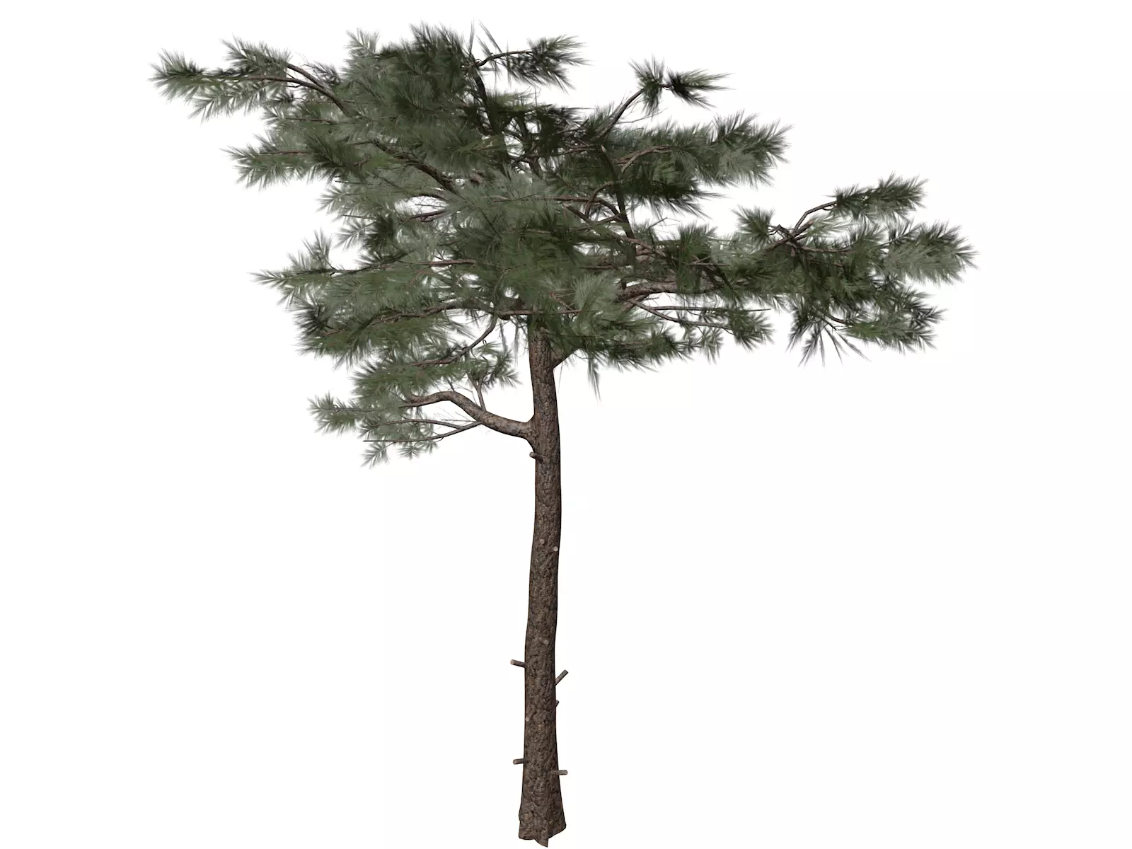 Huangshan Pine Tree - 09 - 3D model_0