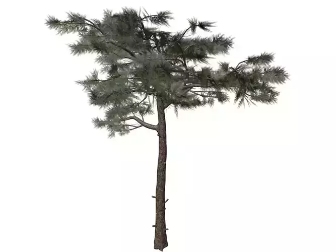 Huangshan Pine Tree - 09 -