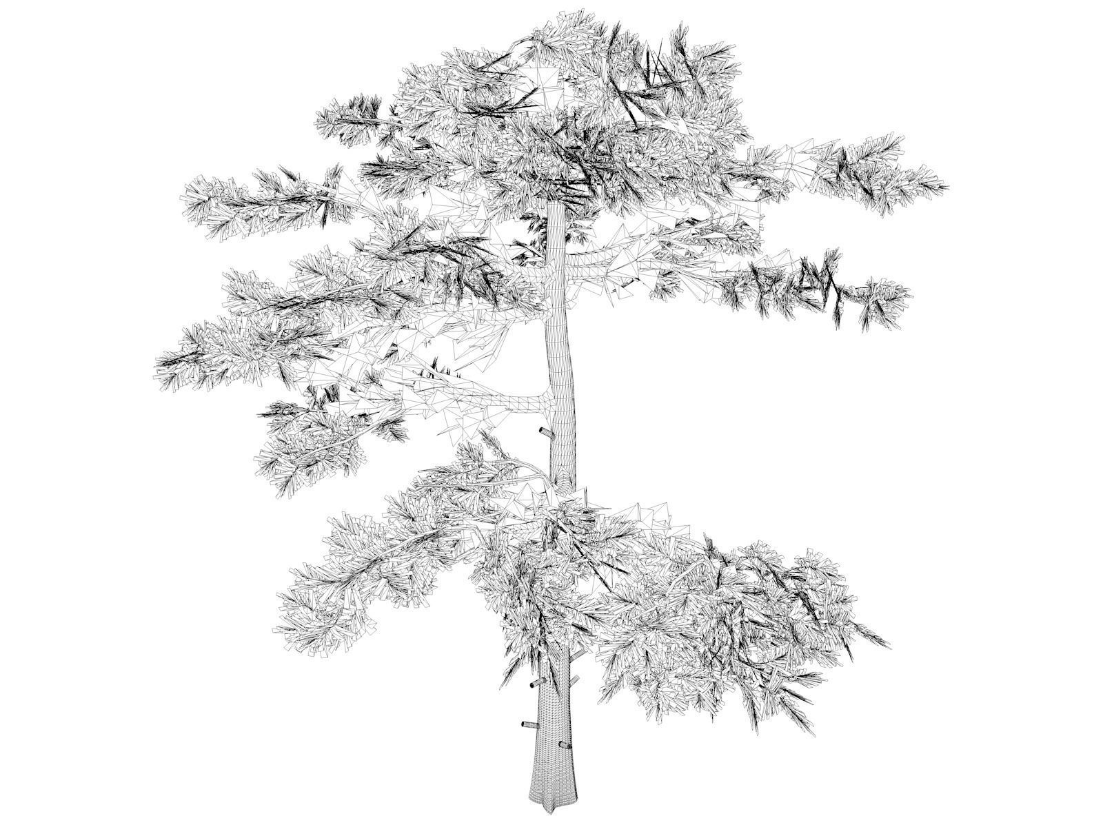 Huangshan Pine Tree - 10 - 3D model_1