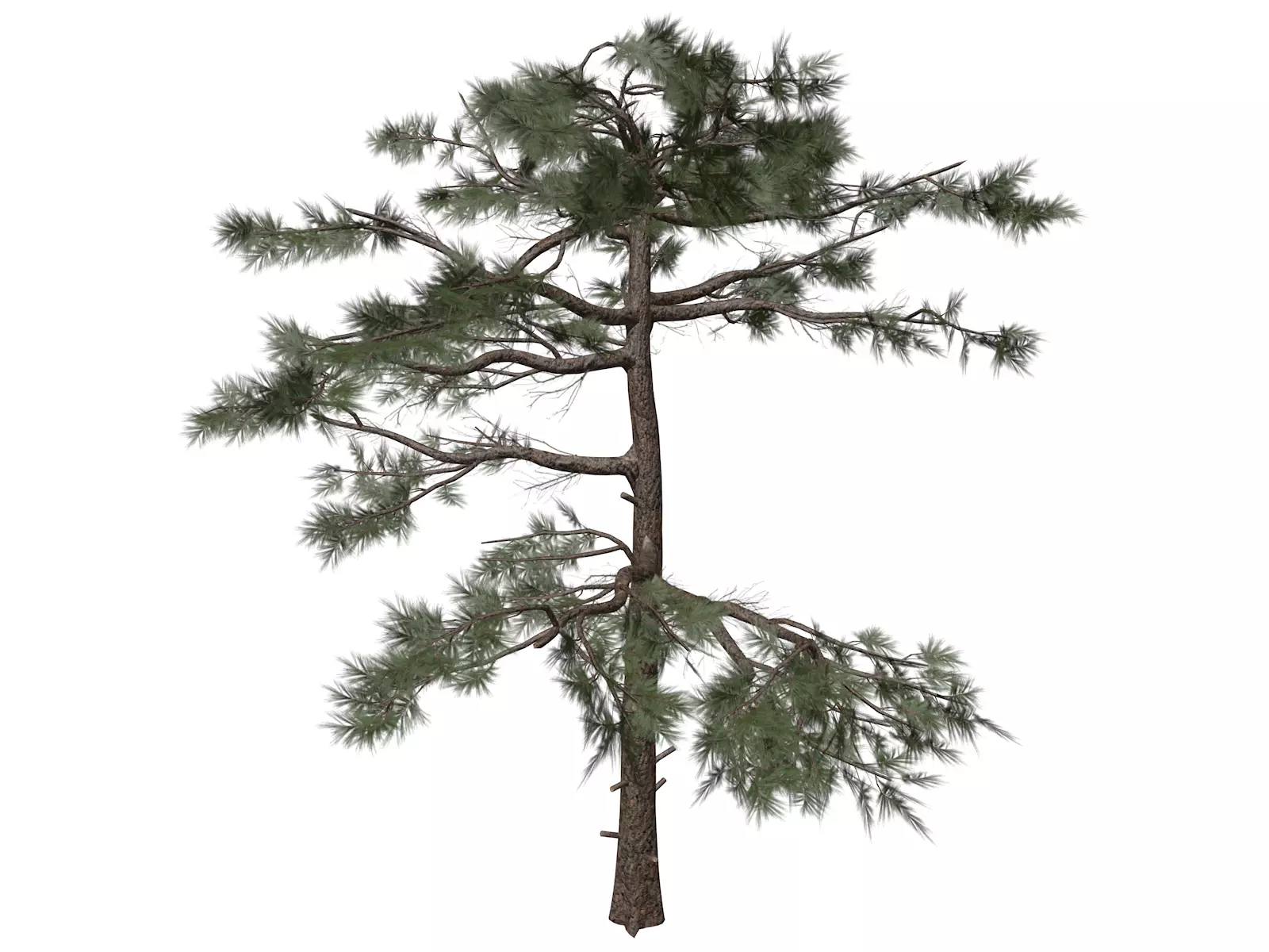 Huangshan Pine Tree - 10 - 3D model_0